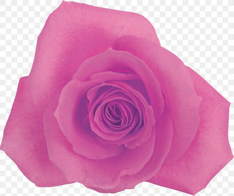 Centifolia Roses Rosaceae Flower Garden Roses Pink, PNG, 1200x1009px, Centifolia Roses, Cut Flowers, Flower, Flowering Plant, Garden Roses Download Free