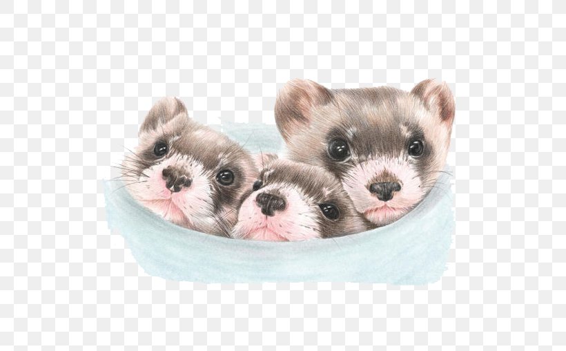 Ferret Puppy Painting Illustration, PNG, 580x508px, Ferret, Animal, Art, Carnivoran, Companion Dog Download Free