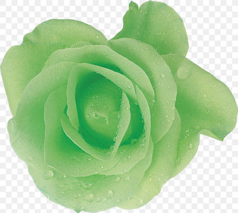 Green Garden Roses Cut Flowers, PNG, 1385x1239px, Green, Chartreuse, Cut Flowers, Data, Flower Download Free