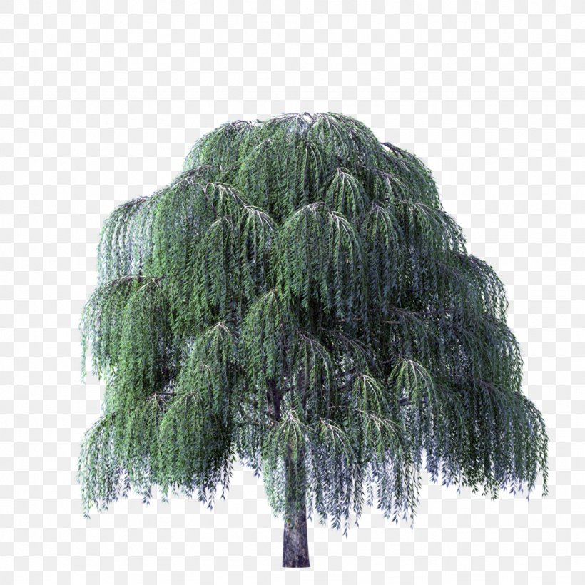 Weeping Willow Weeping Golden Willow Salix Nigra Salix Alba Tree, PNG, 1024x1024px, Weeping Willow, Conifer, Deciduous, Drawing, Evergreen Download Free