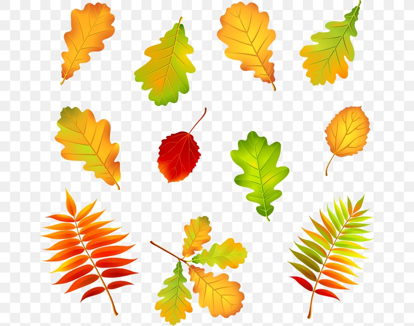 Autumn Leaves Vector Graphics Illustration Clip Art, PNG, 664x646px, Autumn Leaves, Autumn, Flower, Flowering Plant, Istock Download Free
