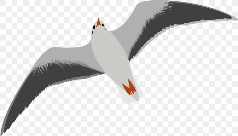 Gulls Bird Clip Art, PNG, 960x551px, Gulls, Beak, Bird, Blog, Drawing Download Free