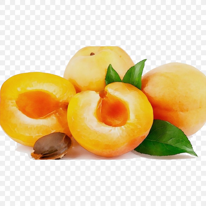 Watercolor Natural, PNG, 1024x1024px, Watercolor, Apricot, Apricot Kernel, Avocado, Carrier Oil Download Free
