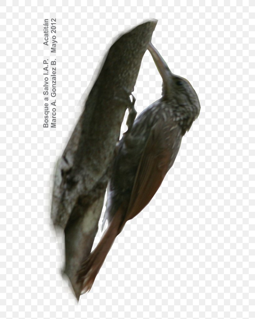 Beak Bird Acatitán Fauna Inventory, PNG, 727x1024px, Beak, Bird, Community, Fauna, Forest Download Free