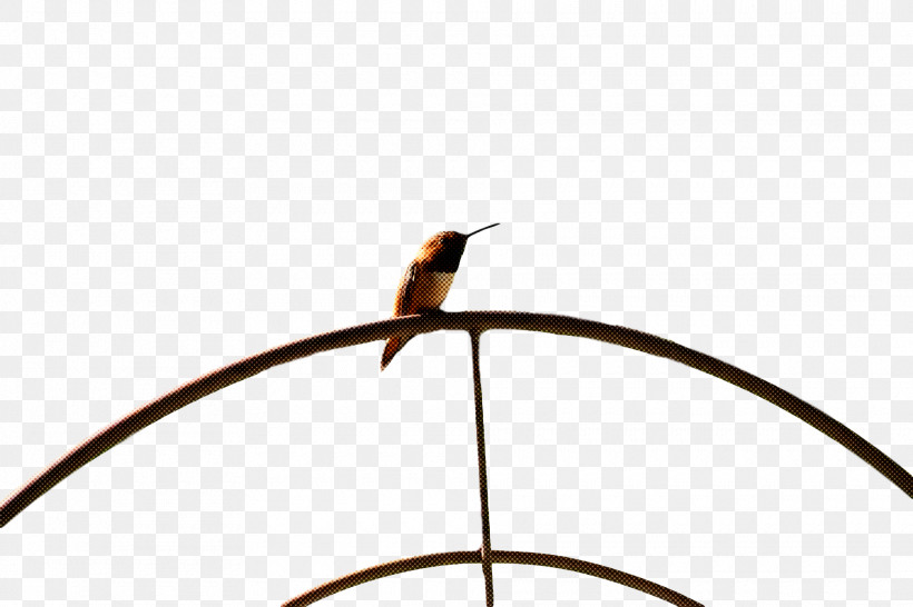 Bird, PNG, 1920x1280px, Bird, Beak, Line, Perching Bird Download Free