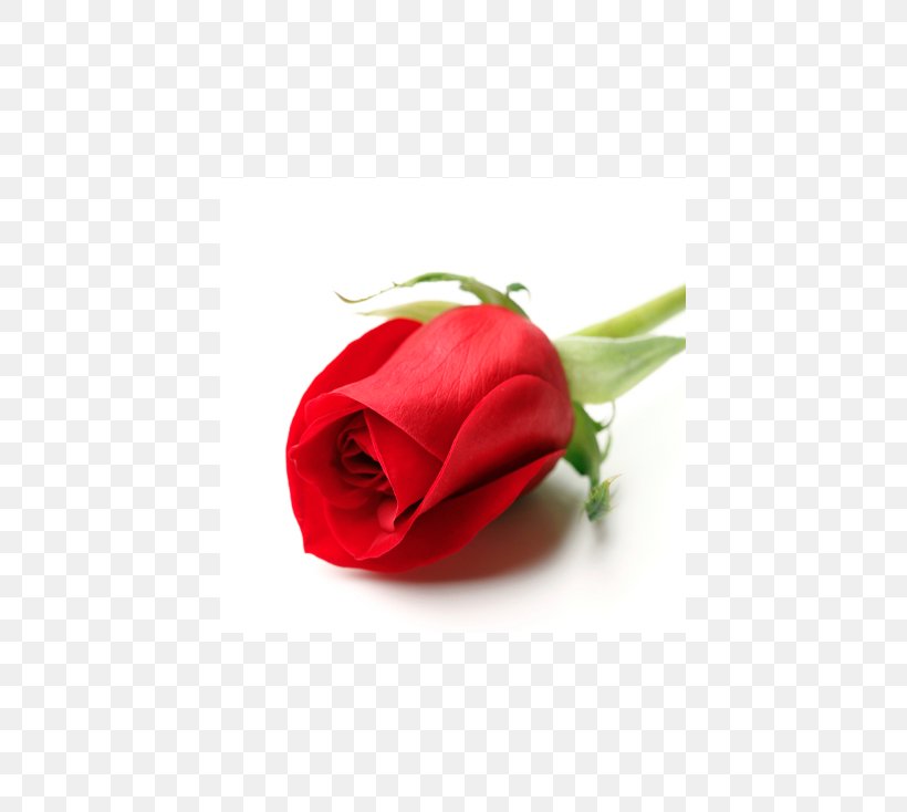 Garden Roses Valentine's Day Flower Red, PNG, 734x734px, Rose, Bud, Cut Flowers, Floribunda, Flower Download Free