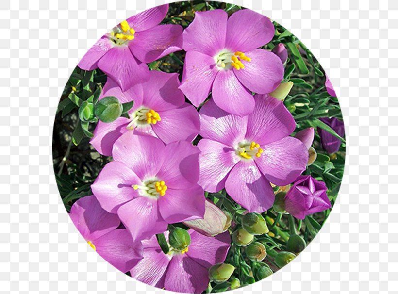 Intaka Island Table Mountain Flowers Atlantic Canal Walk, PNG, 606x606px, Table Mountain, Annual Plant, Aubretia, Canal Walk, Cape Town Download Free