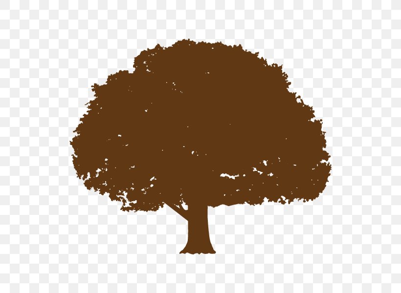 Moreton Bay Fig Tree Root Diagram Oak, PNG, 600x600px, Tree, Branch, Broadleaved Tree, Canopy, Deciduous Download Free