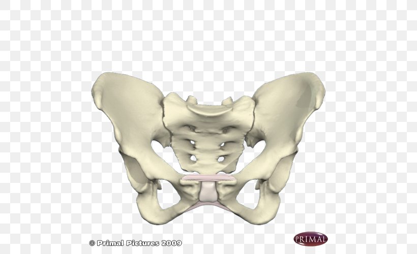 Pelvis Bone Human Skeleton Pelvic Tilt, PNG, 500x500px, Watercolor, Cartoon, Flower, Frame, Heart Download Free