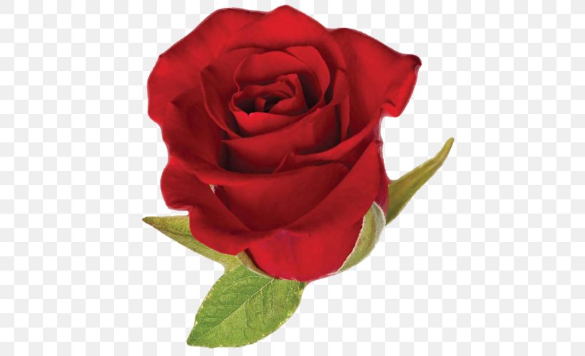 Black Rose Red Vector Graphics, PNG, 500x500px, Rose, Black Rose, Blue Rose, Botany, Camellia Download Free