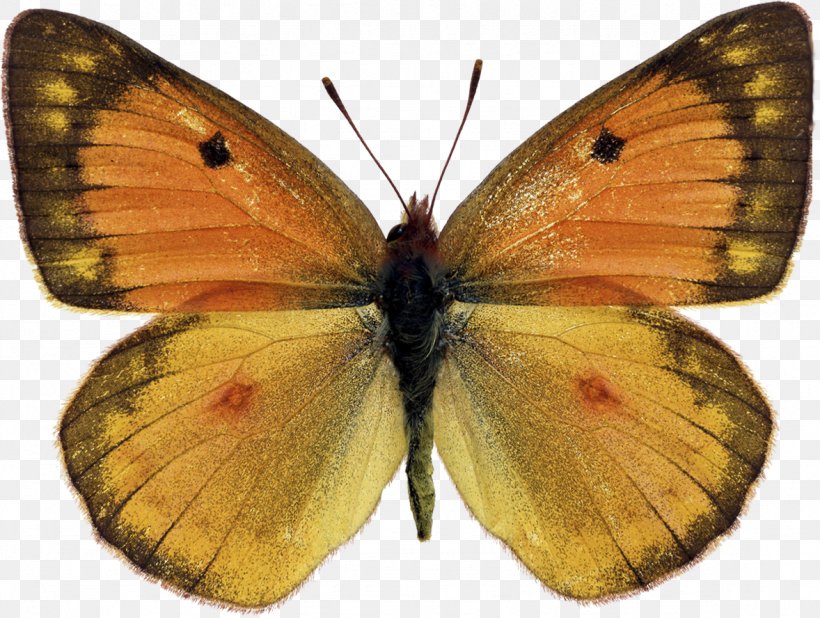 Clouded Yellows Butterfly Moth Brush-footed Butterflies Gossamer-winged Butterflies, PNG, 1178x888px, Clouded Yellows, Arthropod, Brush Footed Butterfly, Brushfooted Butterflies, Butterflies And Moths Download Free