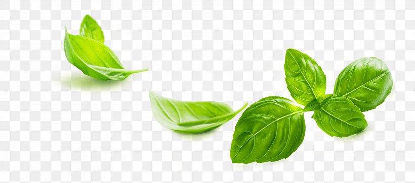 Basil Pesto Leaf Pianta Aromatica, PNG, 1920x851px, Basil, Estragole, Eugenol, Food, Herb Download Free