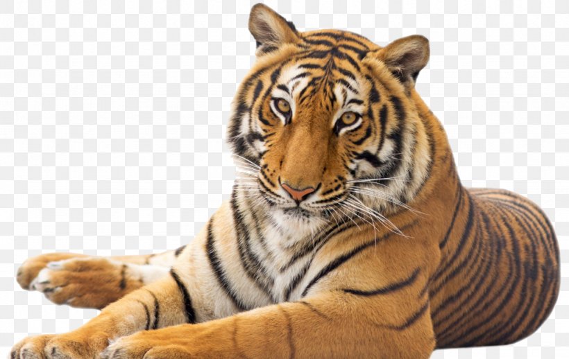Tiger Cat Emotional Intelligence, PNG, 1024x647px, Tiger, Bar And Bat Mitzvah, Big Cats, Birthday, Carnivoran Download Free