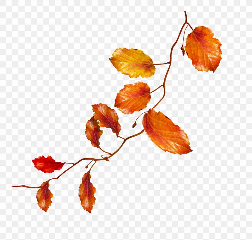 Autumn Flower Clip Art, PNG, 1280x1221px, Autumn, Branch, Flower, Flowering Plant, Leaf Download Free