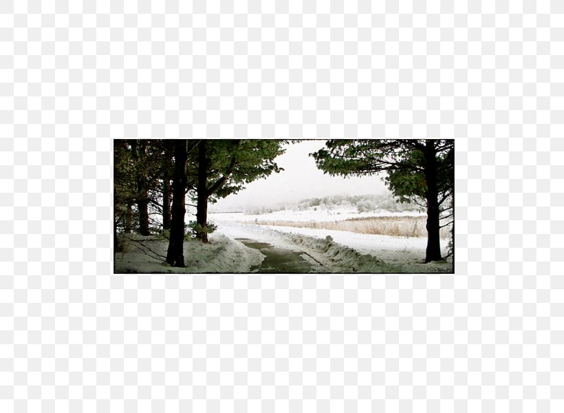 Big O Art Tree Sorting Algorithm Snow, PNG, 600x600px, Big O Art, Art, Aspen, Colorado, Land Lot Download Free