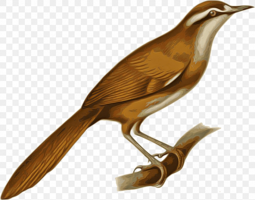 Bird Beak Nightingale Songbird Carolina Wren, PNG, 958x751px, Bird, Beak, Brown Thrasher, Bulbul, Carolina Wren Download Free