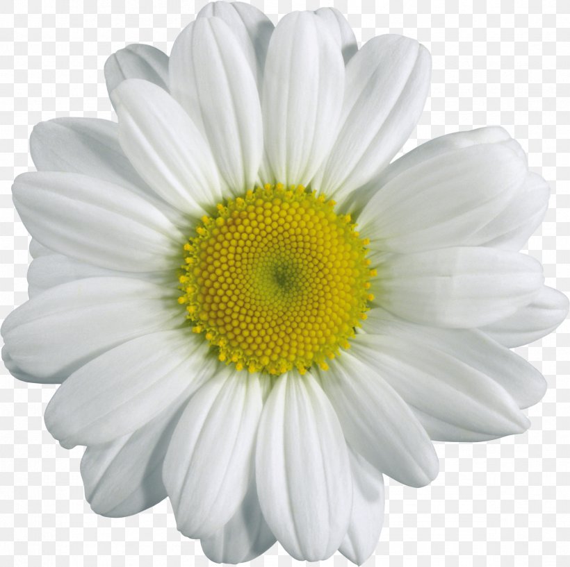 Chamomile Download Clip Art, PNG, 2398x2392px, Chamomile, Chrysanths, Common Daisy, Cut Flowers, Daisy Download Free
