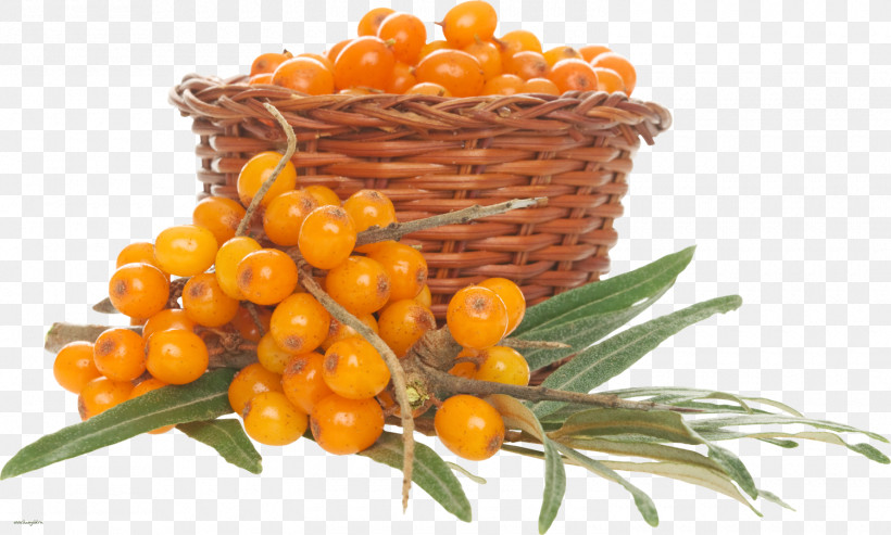 Natural Foods Hippophae Plant Fruit Flower, PNG, 1500x903px, Natural Foods, Berry, Flower, Food, Fruit Download Free