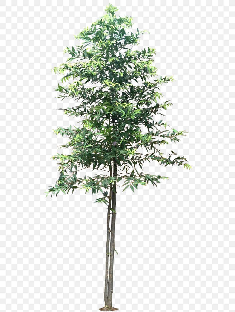 Tree Schefflera Arboricola Agathis Dammara Flower Houseplant, PNG ...