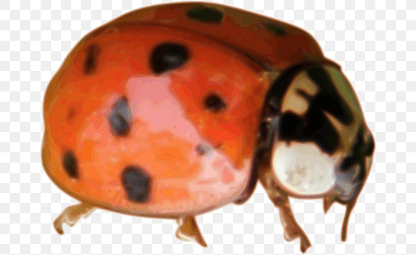 Beetle Ladybird Microsoft Office Clip Art, PNG, 664x502px, Beetle, Insect, Invertebrate, Ladybird, Microsoft Download Free