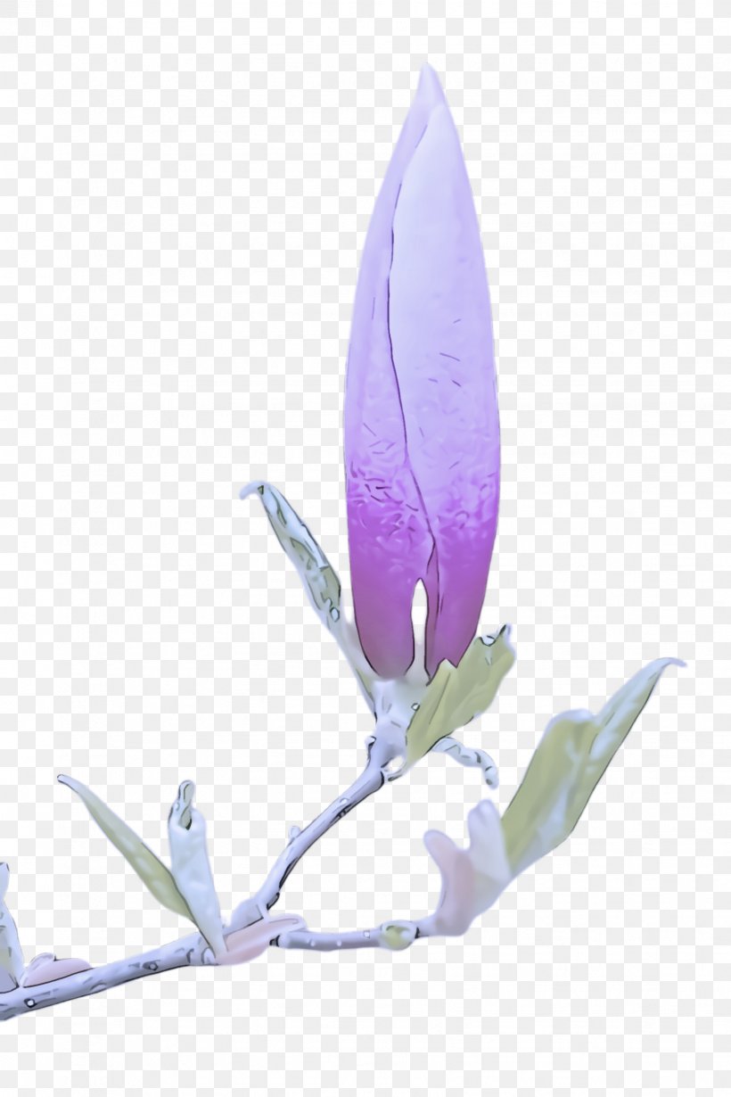 Feather, PNG, 1632x2448px, Flower, Anthurium, Crocus, Feather, Flowering Plant Download Free