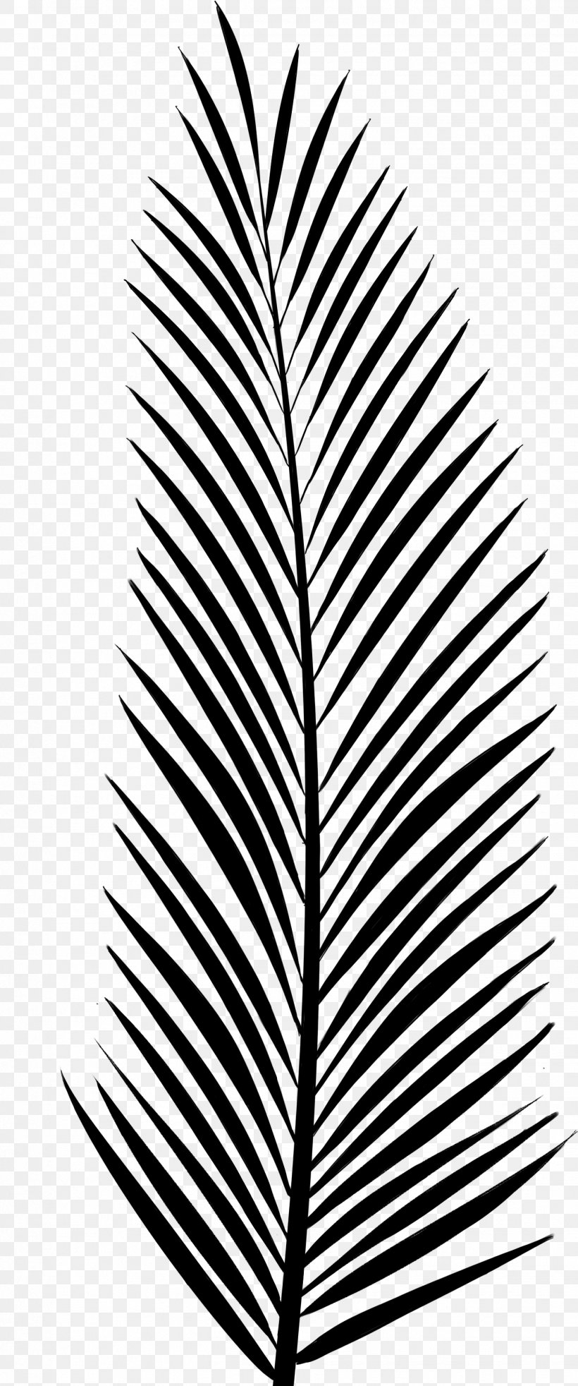Pine Palm Trees Leaf Vascular Plant, PNG, 1444x3459px, Pine, Arecales, Black And White, Blackandwhite, Blue Spruce Download Free