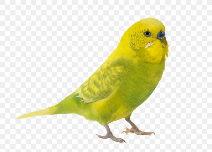 Budgerigar Parrot Bird Parakeet Cockatiel, PNG, 2698x1943px, Budgerigar, Adaptation, Amazon Parrot, Atlantic Canary, Beak Download Free