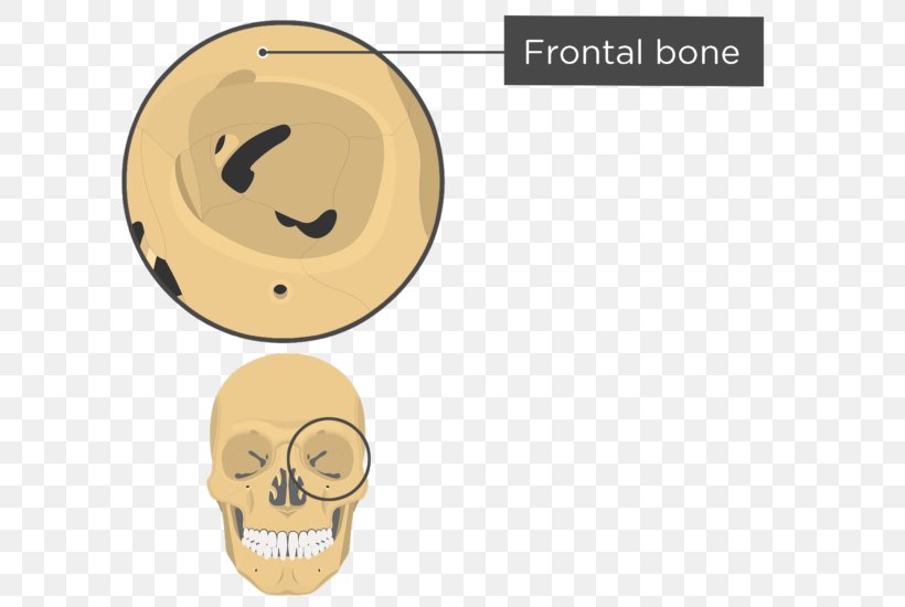 The Human Skull Orbit Anatomy Sphenoid Bone, PNG, 745x550px, Human Skull, Anatomy, Bone, Ear, Ethmoid Bone Download Free
