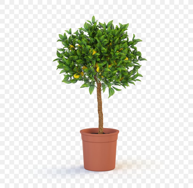 Trunk Houseplant Tree Topiary, PNG, 727x800px, Trunk, Agave, Albizia Julibrissin, Artificial Flower, Bonsai Download Free