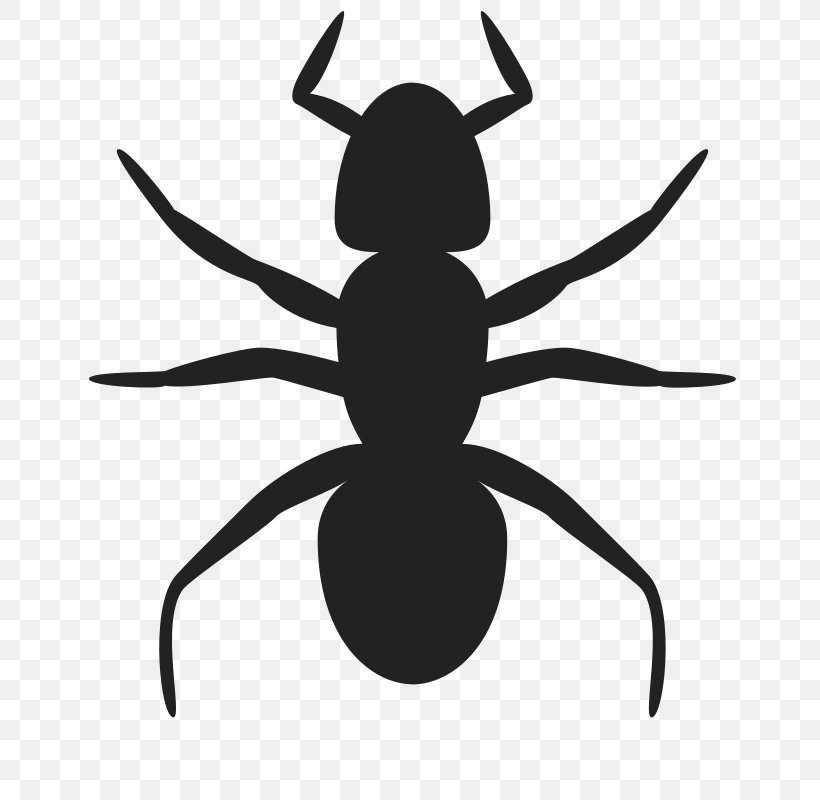 Ant Clip Art, PNG, 800x800px, Ant, Arthropod, Artwork, Black And White, Black Garden Ant Download Free