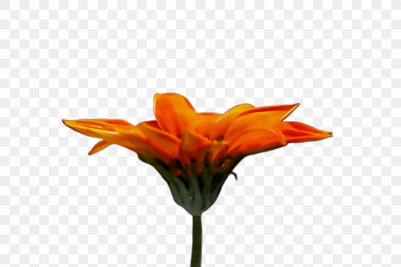 Cut Flowers Plant Stem Petal Plants, PNG, 2448x1632px, Watercolor, Artificial Flower, Cut Flowers, Daylily, Flower Download Free