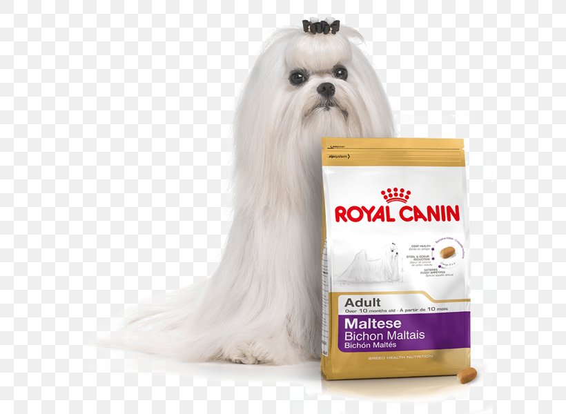 Maltese Dog Bichon Frise Bulldog Labrador Retriever Dog Food, PNG, 609x600px, Maltese Dog, Bichon, Bichon Frise, Breed, Bulldog Download Free