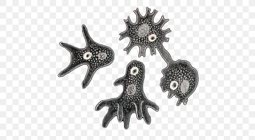 Starfish Body Jewellery Silver, PNG, 532x453px, Starfish, Body Jewellery, Body Jewelry, Invertebrate, Jewellery Download Free