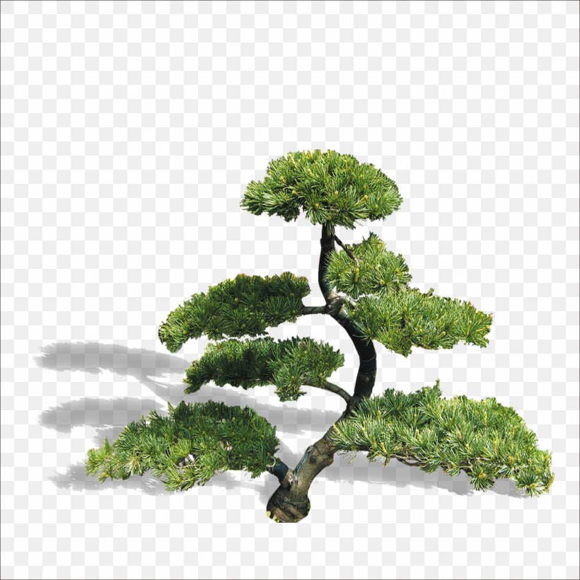 Welcome Song, PNG, 1773x1773px, Landscape, Bonsai, Computer Graphics, Grass, Houseplant Download Free