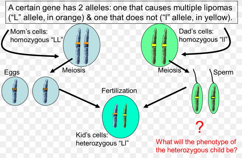 Allele Dominance Heterozygote Advantage Cell Genetics, PNG, 1475x965px, Allele, Area, Biology, Cell, Chromosome Download Free