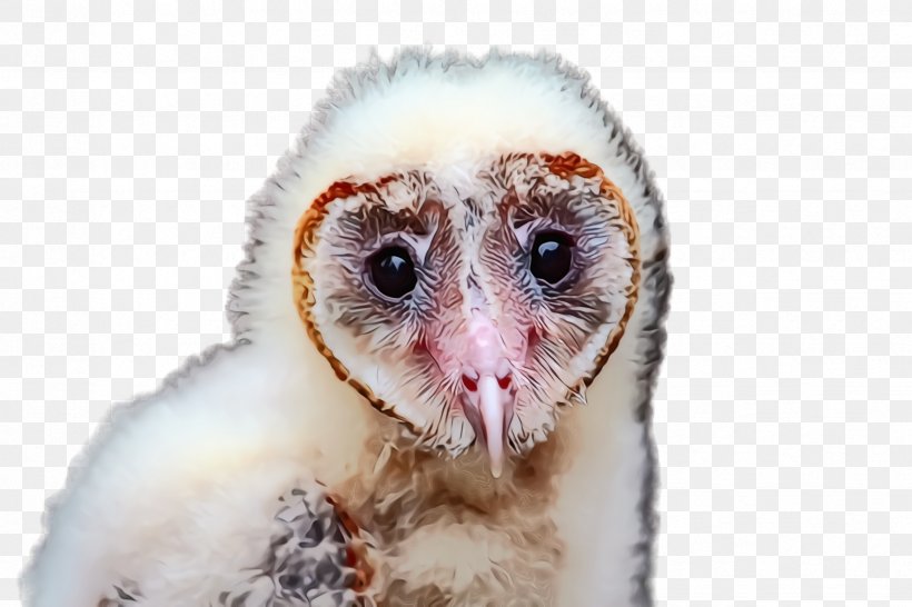 Barn Owl Bird Owl Eye Beak, PNG, 2448x1632px, Watercolor, Barn Owl, Beak, Bird, Bird Of Prey Download Free