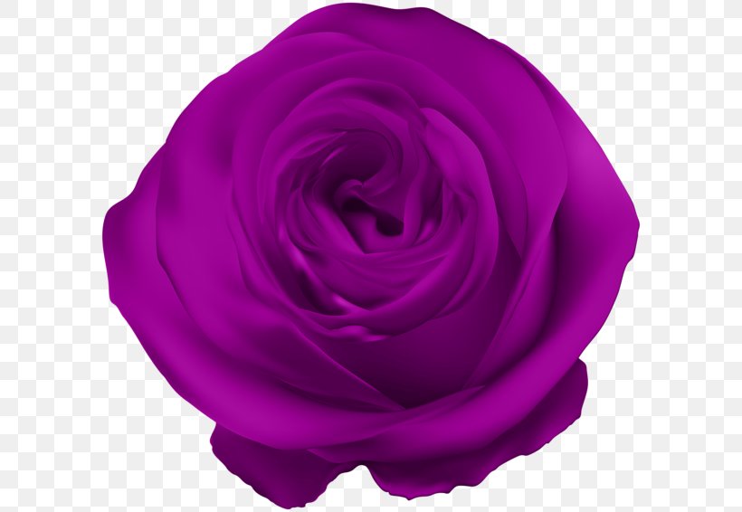 Blue Rose Flower Purple, PNG, 600x566px, Rose, Blue, Blue Rose, Cut Flowers, Flower Download Free