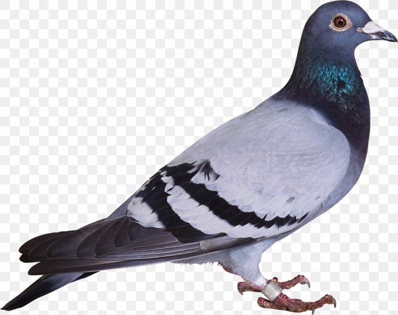 Domestic Pigeon Columbidae Bird Feral Pigeon Clip Art, PNG, 1200x950px, Domestic Pigeon, Animal, Beak, Bird, Bird Nest Download Free