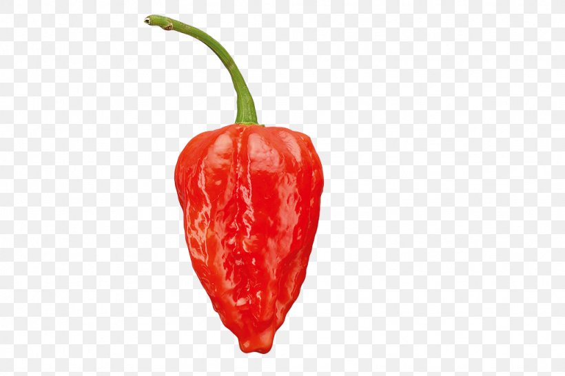 Habanero Serrano Pepper Tabasco Pepper Bird's Eye Chili Cayenne Pepper, PNG, 1024x683px, Habanero, Bell Pepper, Bell Peppers And Chili Peppers, Capsicum, Capsicum Annuum Download Free