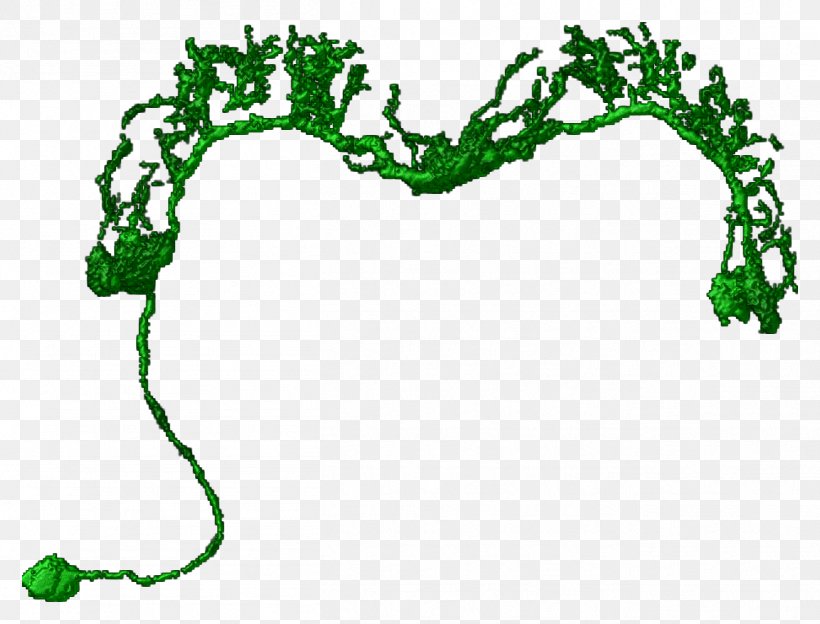 Leaf Plant Stem Tree Clip Art, PNG, 1306x994px, Leaf, Area, Grass, Green, Organism Download Free