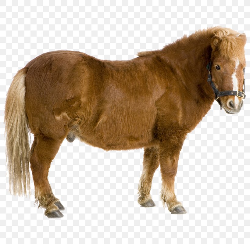 Shetland Pony Mustang Pack Animal Stallion, PNG, 800x800px, Shetland Pony, Animal, Contour, Halter, Horse Download Free