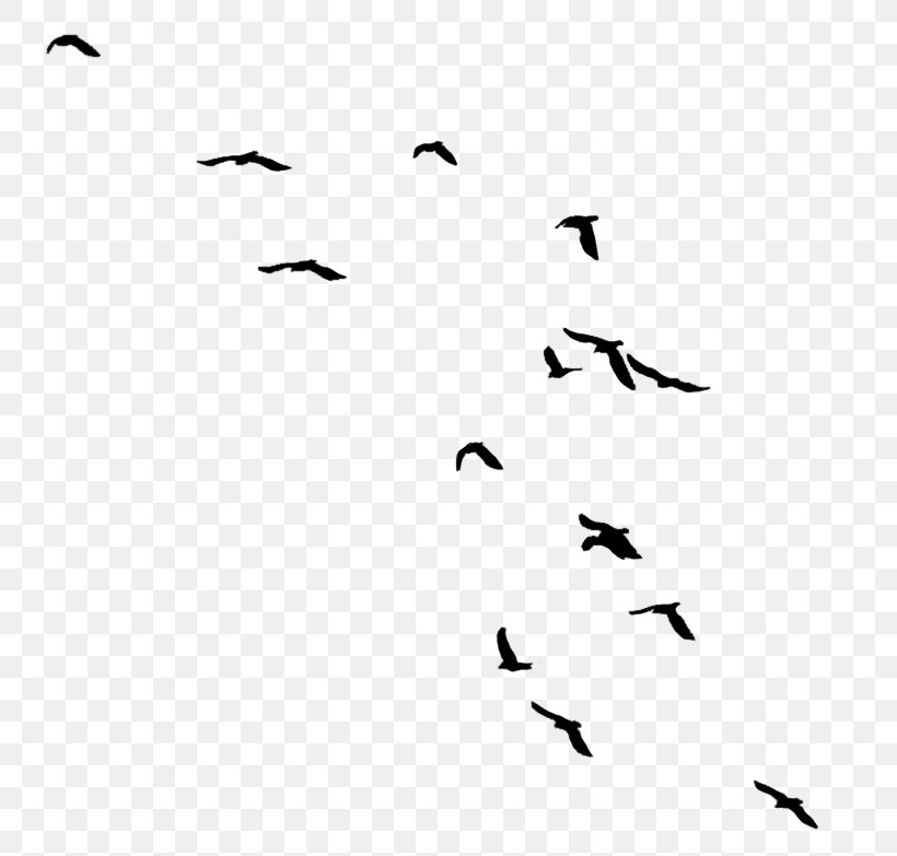 Bird Migration Kacke Hashtag Clip Art, PNG, 773x783px, Bird, Animal Migration, Bird Migration, Black, Blackandwhite Download Free