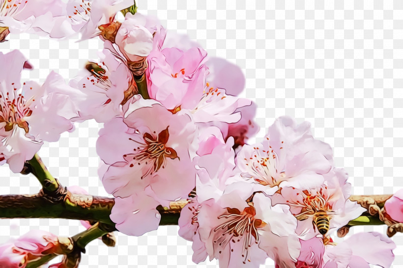 Cherry Blossom, PNG, 1920x1280px, Spring Flower, Blossom, Branch, Cherry Blossom, Flower Download Free