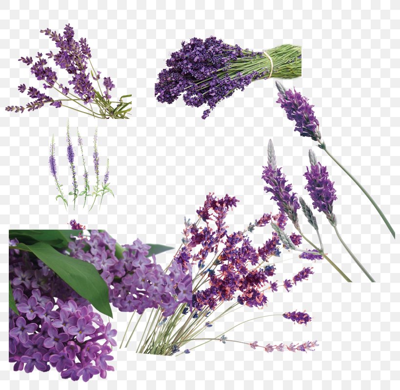 English Lavender Designer Packaging And Labeling, PNG, 800x800px, English Lavender, Artificial Flower, Box, Designer, Floral Design Download Free