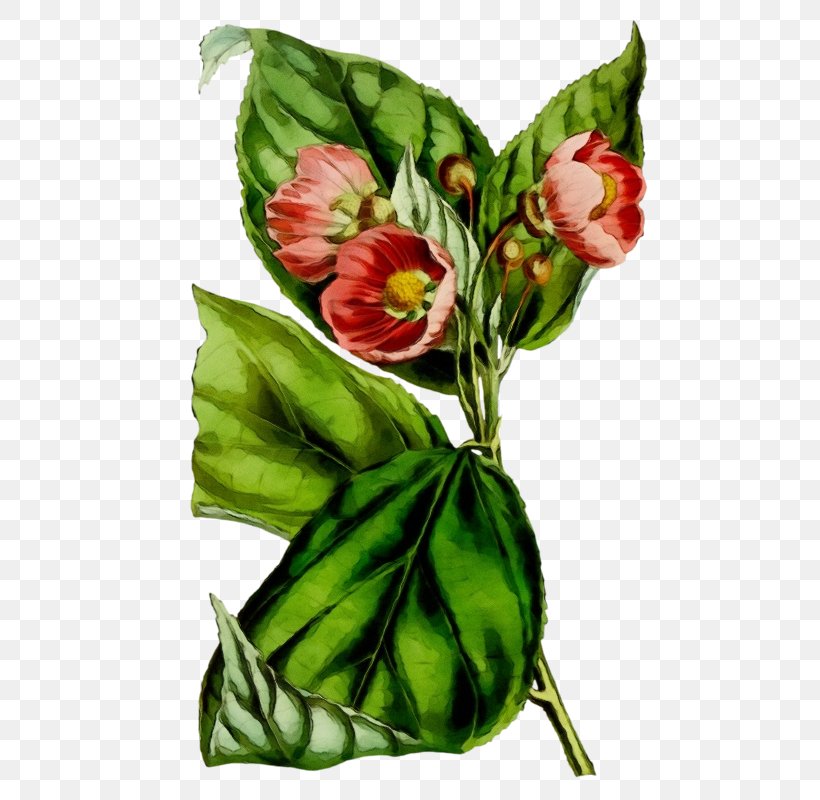 Floral Design, PNG, 509x800px, Watercolor, Anthurium, Bouquet, Cut Flowers, Floral Design Download Free