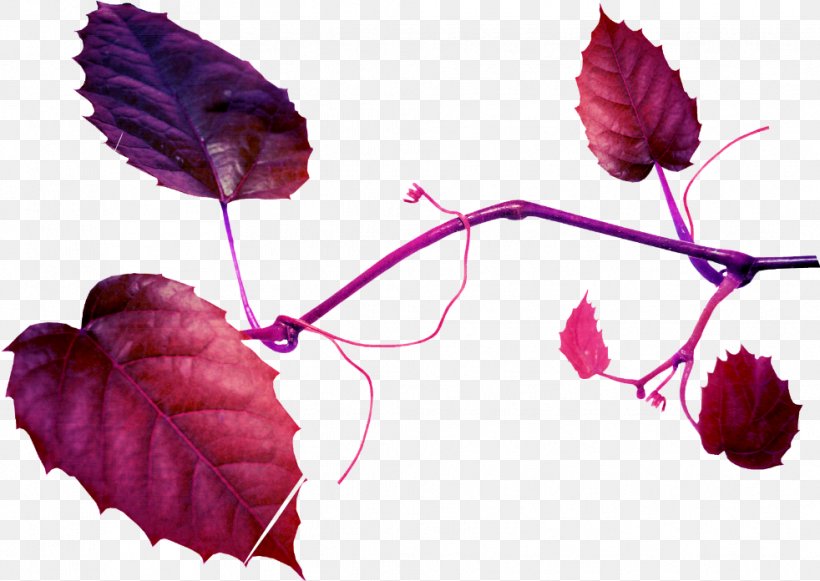 Leaf Petal Image Clip Art, PNG, 982x696px, Leaf, Albom, Branch, Flora, Flower Download Free