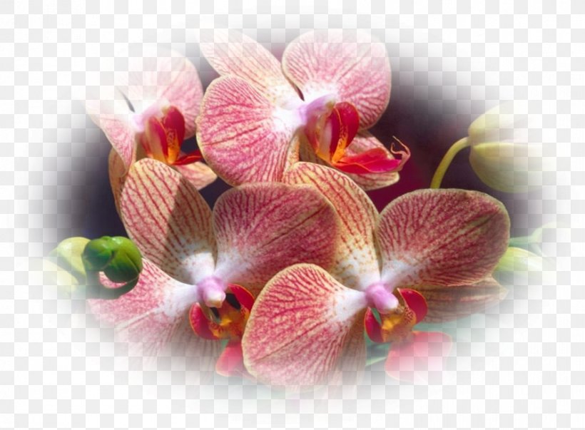 Moth Orchids Flower Plant Cornerstone Bible Church Of Fremont, PNG, 892x656px, Orchids, Animaatio, Blossom, Floriculture, Flower Download Free