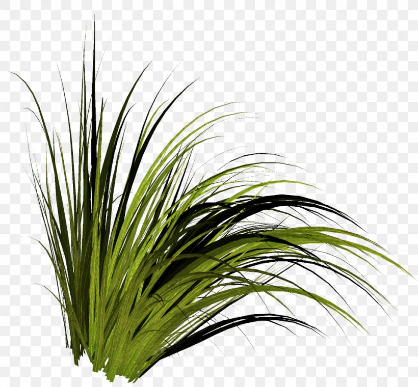 Clip Art Image Sweet Grass Tree, PNG, 957x887px, Sweet Grass, Blog, Chrysopogon, Chrysopogon Zizanioides, Emmer Download Free