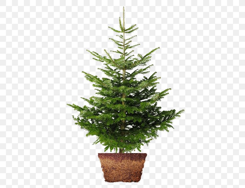 Christmas Tree Nordmann Fir Norway Spruce Christmas Day Image, PNG, 580x630px, Christmas Tree, Christmas Day, Christmas Decoration, Christmas Ornament, Conifer Download Free