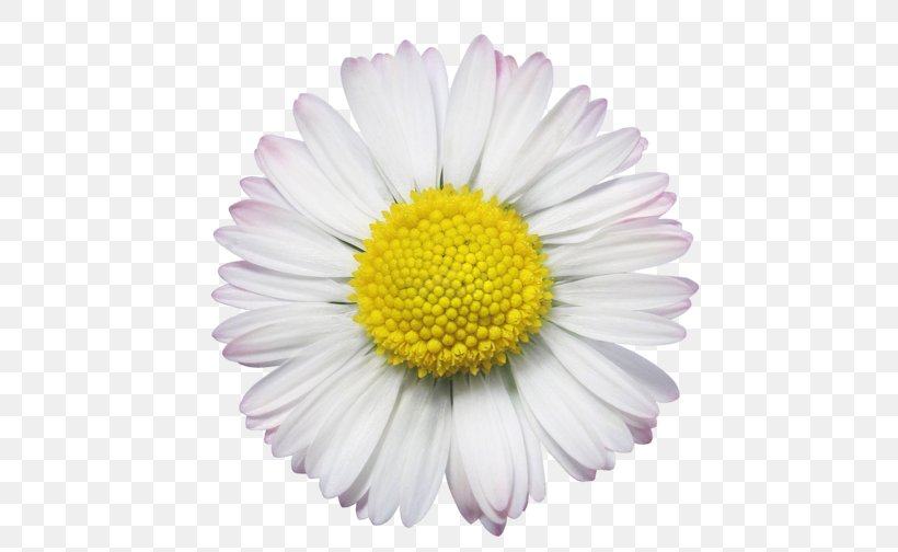 Common Daisy Royalty-free Stock Photography, PNG, 500x504px, Common Daisy, Aster, Chamaemelum Nobile, Chrysanths, Daisy Download Free